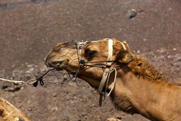 España en la timanfaya volcánica lanzjalá —  Fotos de Stock