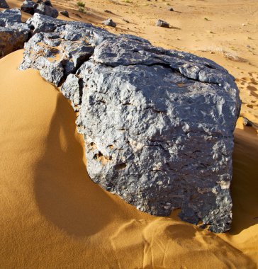  Bush eski fosil morocco sahara ve rock ston çölde