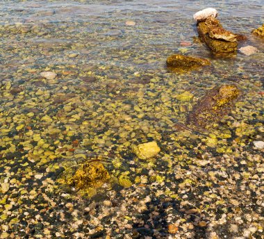 bkz: Türkiye'nin Avrupa çam bitki ve ağaç Akdeniz 