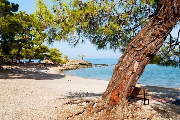 Pine plant en boom in het Turkije Europa — Stockfoto