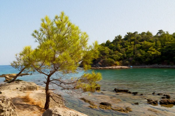 Сосна и дерево в Средиземноморье увидеть индейку Европы — стоковое фото