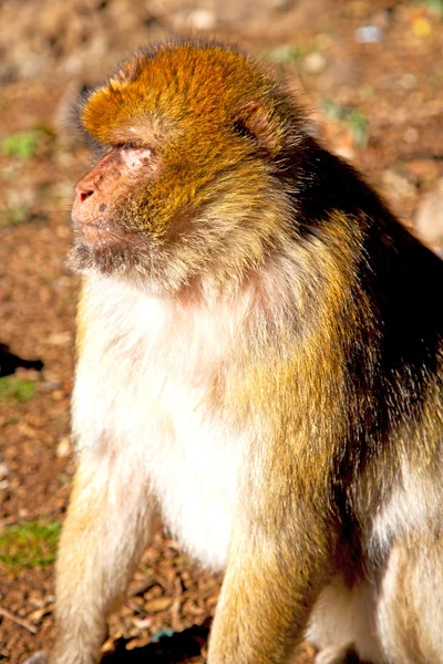 Viejo mono en africa l fondo fauna cerrar — Foto de Stock