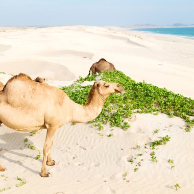 Umman boş çeyreğinde çöl ücretsiz dromedary denize yakın