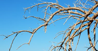 Umman eski ölü ağaç ve gökyüzü ışık