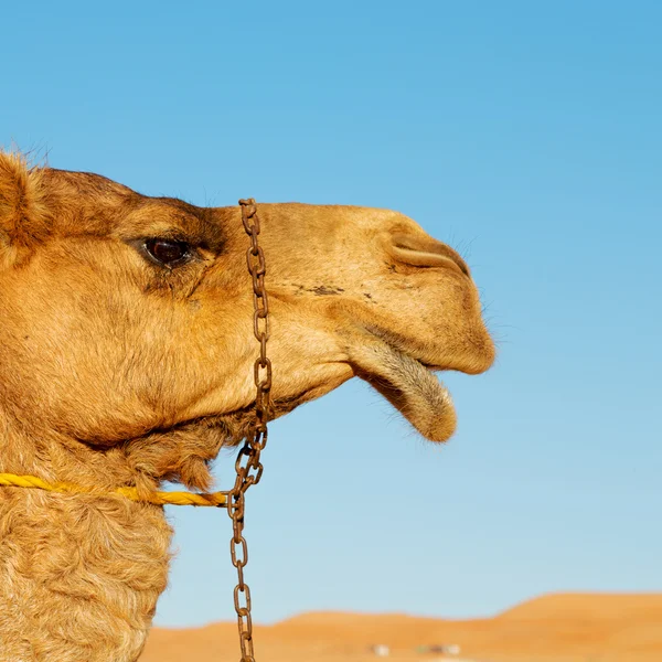 En Oman vacío cuarto de desierto un dromedario libre cerca del cielo — Foto de Stock