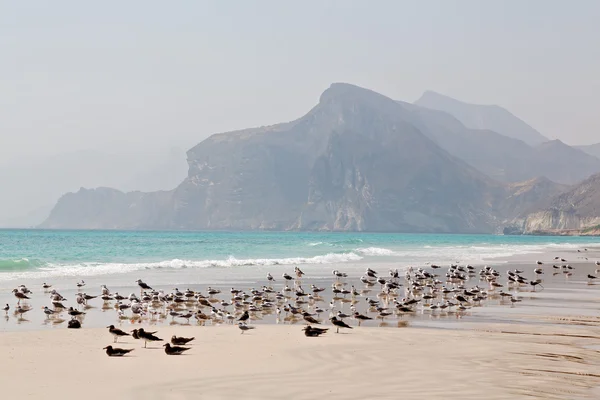 In oman coastline  seagull full — Stock Photo, Image