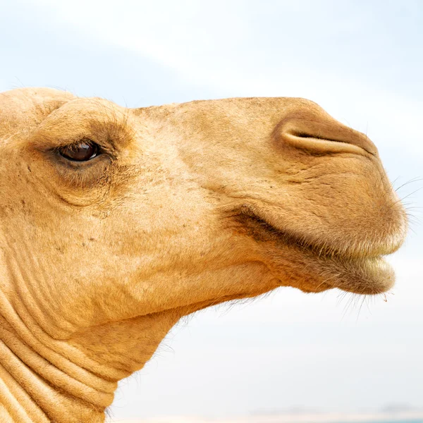 In oman empty quarter of desert a free dromedary near the  sky — Stock Photo, Image