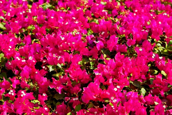 In oman bloemen en kleuren — Stockfoto