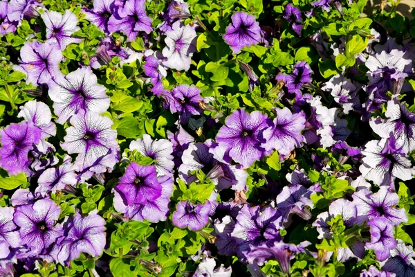 In oman   spring colors — Stock Photo, Image