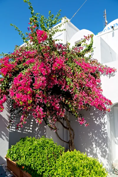 Blommor i arkitekturen gamla stan vitt och — Stockfoto