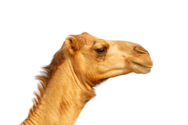 soyut renkler ve bulanık arkaplan