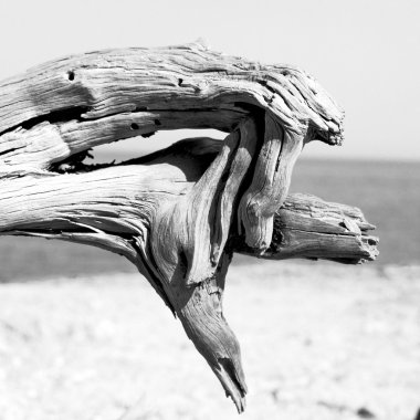 bkz: Türkiye'nin Avrupa ölü çam bitki ve ağaç Akdeniz 