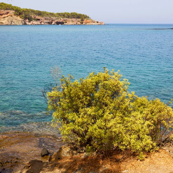 Sosna roślin i drzew w śródziemnomorskiej Zobacz Europy Turcja — Zdjęcie stockowe