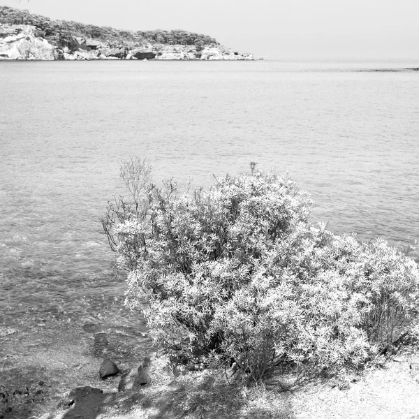 Planta de pinho e árvore no Mediterrâneo ver peru europa — Fotografia de Stock
