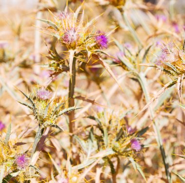 çim ve soyut arka planda Mor çiçek