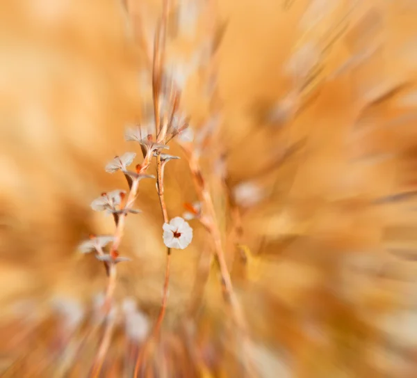 White  flower in the grass blurred — Stock Photo, Image