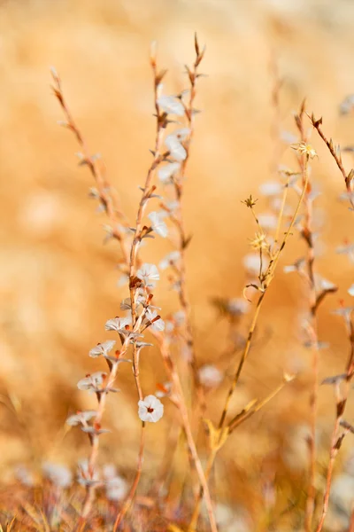 White  flower  background — Stock Photo, Image