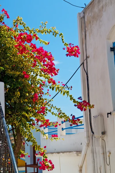 Fiore nell'isola di colore greco e bianco — Foto Stock