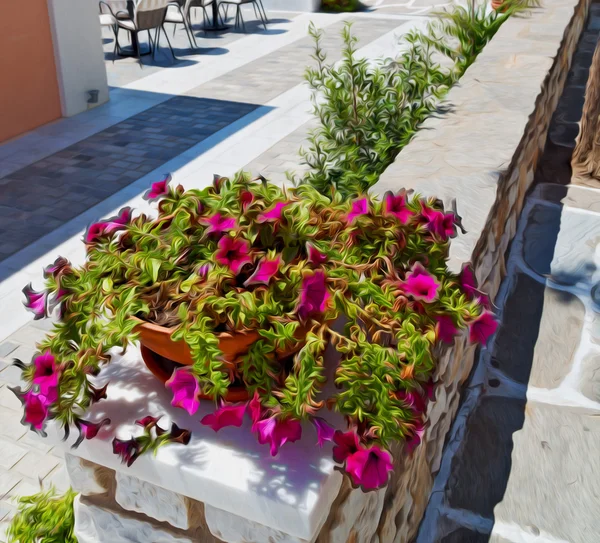Flor en la isla de Grecia antorini europa vieja casa y whi — Foto de Stock