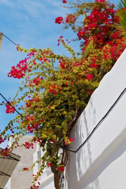 Yunanistan antorini Avrupa eski ev ve WHI Isle çiçek