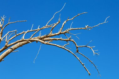 Umman eski ölü ağaç  