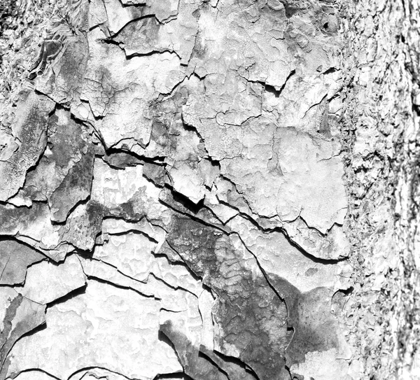 Barck in the abstract close up of a tree color and texture — Stock Photo, Image