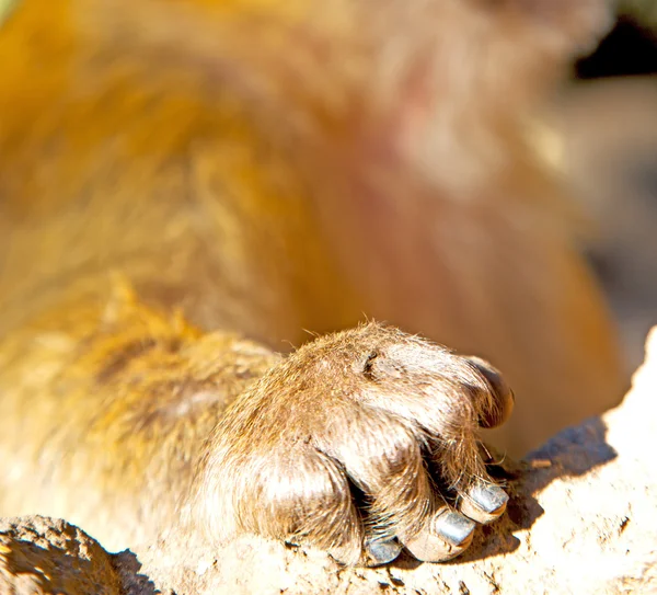 Bush majom-Afrika Marokkó és a természetes háttér fauna kéz — Stock Fotó