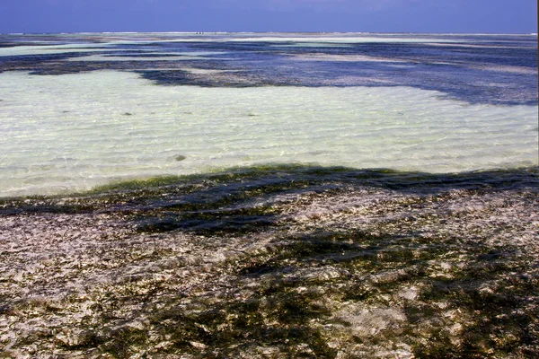 Skum i den blå lagunen koppla av på zanzibar Afrika — Stockfoto