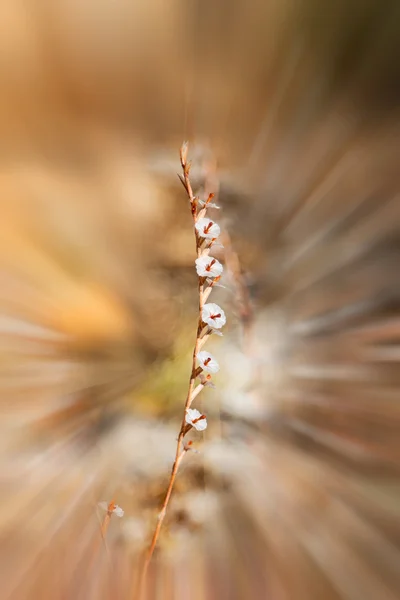 White  flower in the grass blurred zoom — Stock Photo, Image