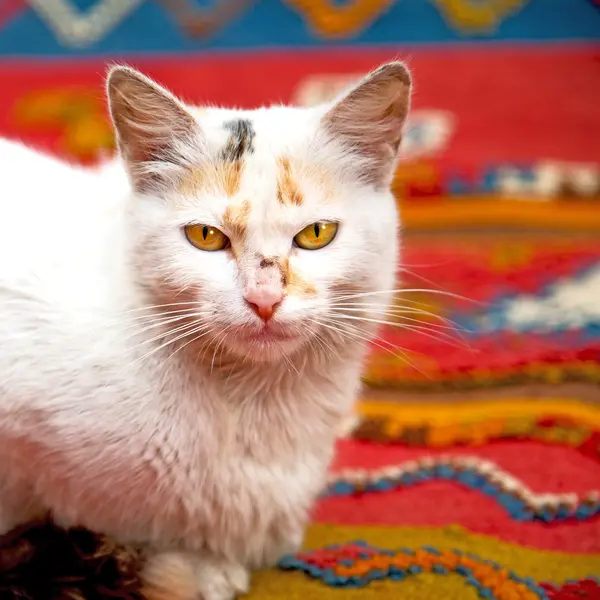 Feline i Marocko Afrika och söta ansikte — Stockfoto