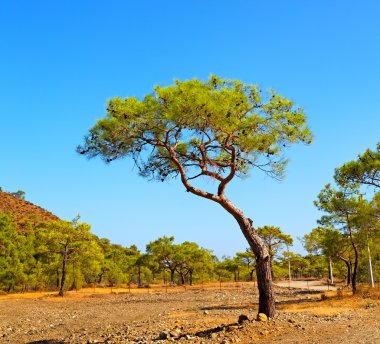 Olympos mountain bush Anadolu mirası kalıntılar tepeden 