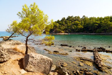 çam bitki ve ağaç  