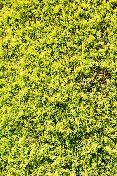 Текстурные растения сосновые иголки фона — стоковое фото