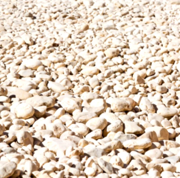 In oman      dry bush rock alone   blurred — Stock Photo, Image