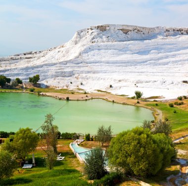 ağaç benzersiz soyut pamukkale Türkiye Asya eski calciu
