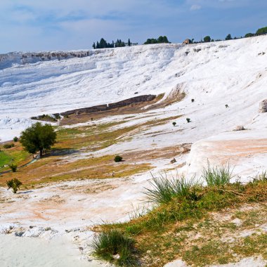 ağaç benzersiz soyut pamukkale Türkiye Asya eski calciu