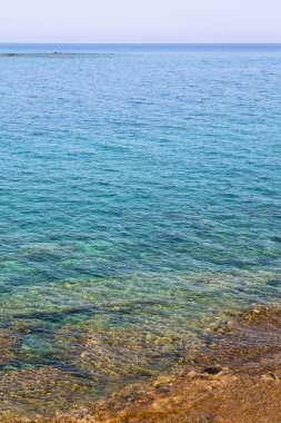 Türkiye Avrupa'nın ölü çam ağacı 