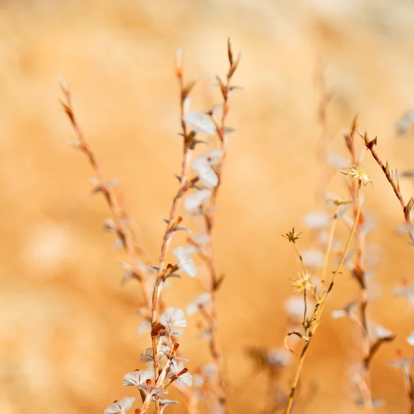 White  flower in the grass and abstract background — Stock Photo, Image