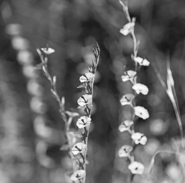 Белый цветок на траве и абстрактный фон — стоковое фото