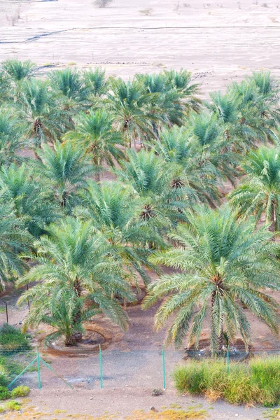 Umman palmiye meyve yüksek gelen — Stok fotoğraf