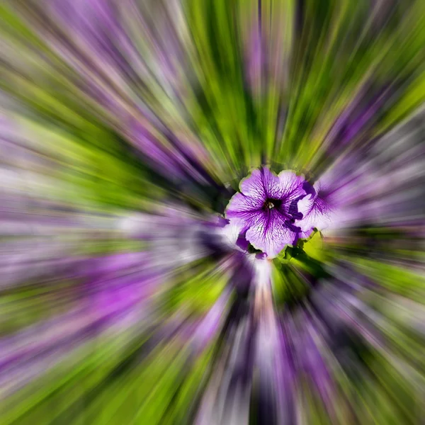 In oman flowers and garden zoom blurred — Stock Photo, Image