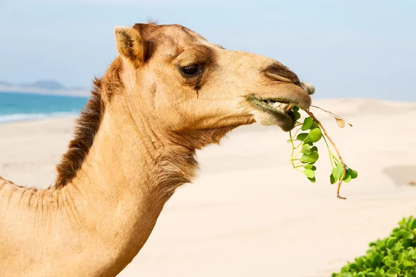 In  free dromedary near the  sea — Stock Photo, Image