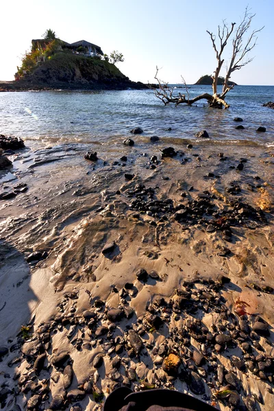 Arbre mort andilana plage algues dans la maison — Photo