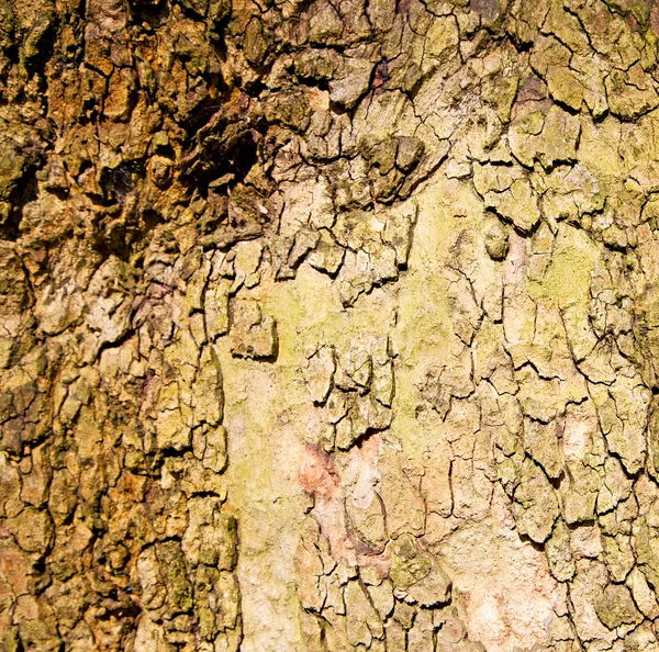 En inglés london old bark and abstract wood texture — Foto de Stock