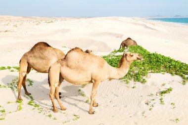 dromedary Umman boş ücretsiz  