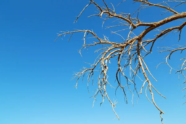 In einem alten abgestorbenen Baum — Stockfoto