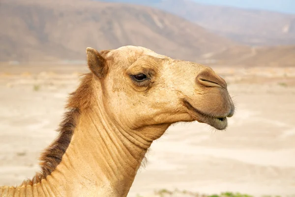 V Ománu velbloud jednohrbý — Stock fotografie