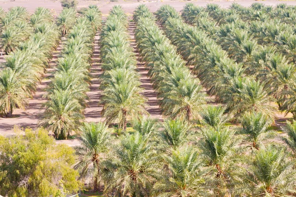 In oman     cultivation — Stock Photo, Image