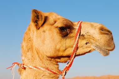 Umman dromedary içinde  