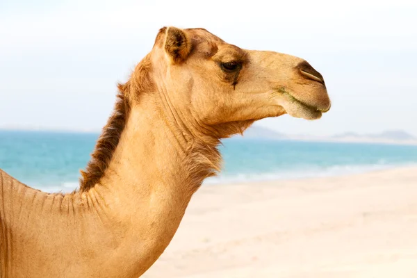 In oman dromedario libero vicino al mare — Foto Stock